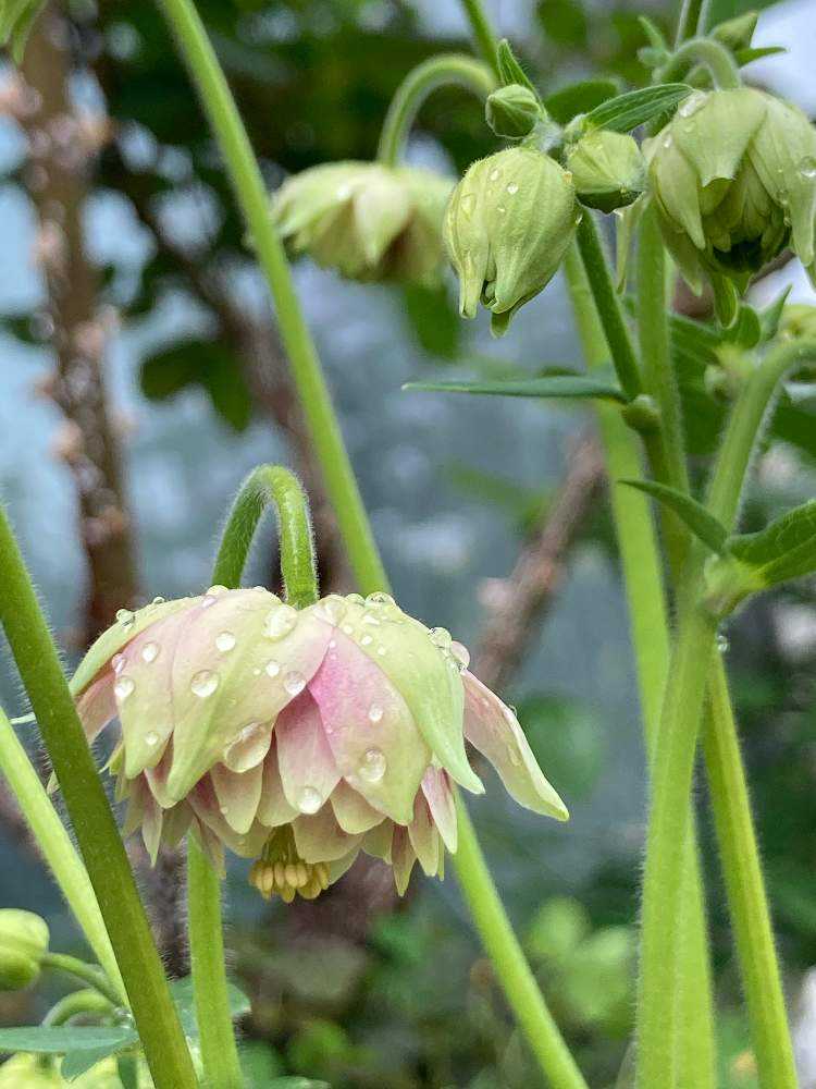 完璧 大人気 八重咲き西洋オダマキ ノラバローの種 植物 観葉植物