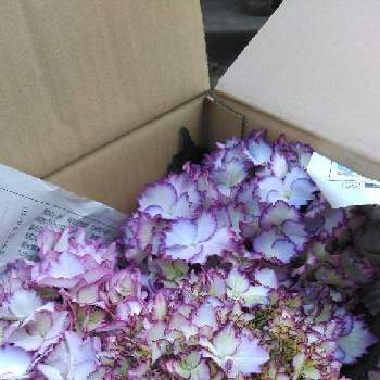 マジカルカラードリームの投稿画像一覧 Greensnap グリーンスナップ