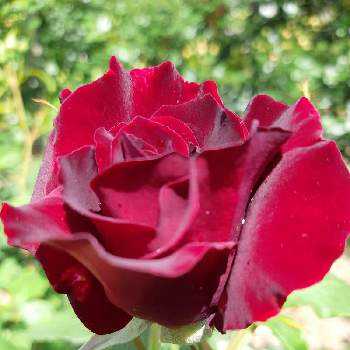 バラ 黒真珠の投稿画像一覧 Greensnap グリーンスナップ