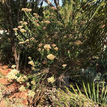 斑入りセリ フラミンゴの投稿画像一覧 Greensnap グリーンスナップ