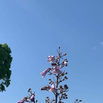 桐の花の投稿画像一覧｜🍀GreenSnap（グリーンスナップ）
