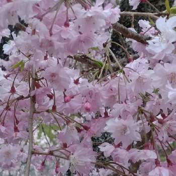 垂れ桜の画像 by ribuさん | お出かけ先と桜　❤と花のある暮らしと垂れ桜と山小屋シリーズ