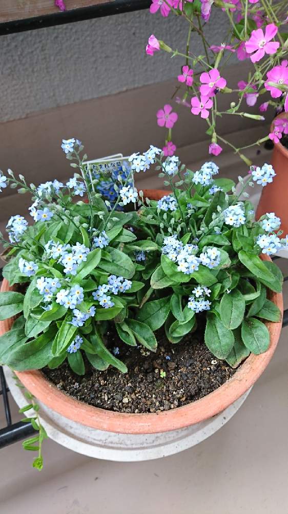 勿忘草 わすれなぐさの投稿画像 By 一花さん ベランダガーデニングと花のある暮らしと花はいつも私の薬箱 21月4月19日 Greensnap グリーンスナップ