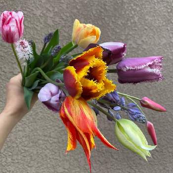 今日の花束の画像 by みきてぃさん | チューリップとシラー・カンパニュラータとチューリップ・スプリンググリーンとティアレラ　スプリングシンフォニーと今日の花束