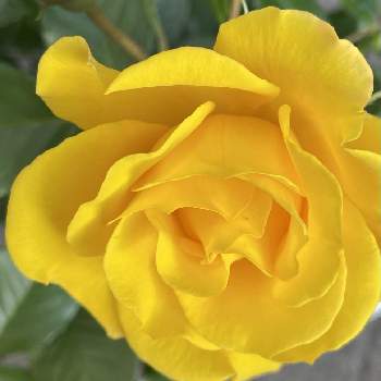薔薇 ゴールドマリーの投稿画像一覧 Greensnap グリーンスナップ