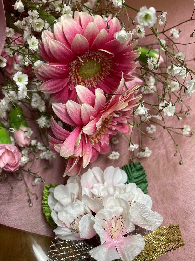 カーネーションの投稿画像 By 泉仙さん ガーベラとカスミソウとドライフラワーと花束と花のある暮らしと毎月19日はピンクの日 21月4月19日 Greensnap グリーンスナップ