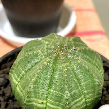 黒点病 の投稿画像一覧 Greensnap グリーンスナップ