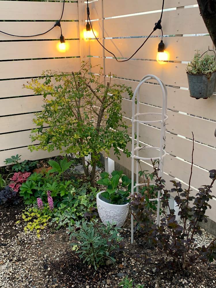 シルバープリペットの投稿画像 By Komakiさん クレマチスとアメリカテマリシモツケ ディアボロとリシマキア ボジョレーと今日の一枚と庭 づくりとナチュラルスタイルとガーデニングと花のある暮らしとチーム愛知と大人かわいい とウッドフェンスとガーデンライトと植中毒