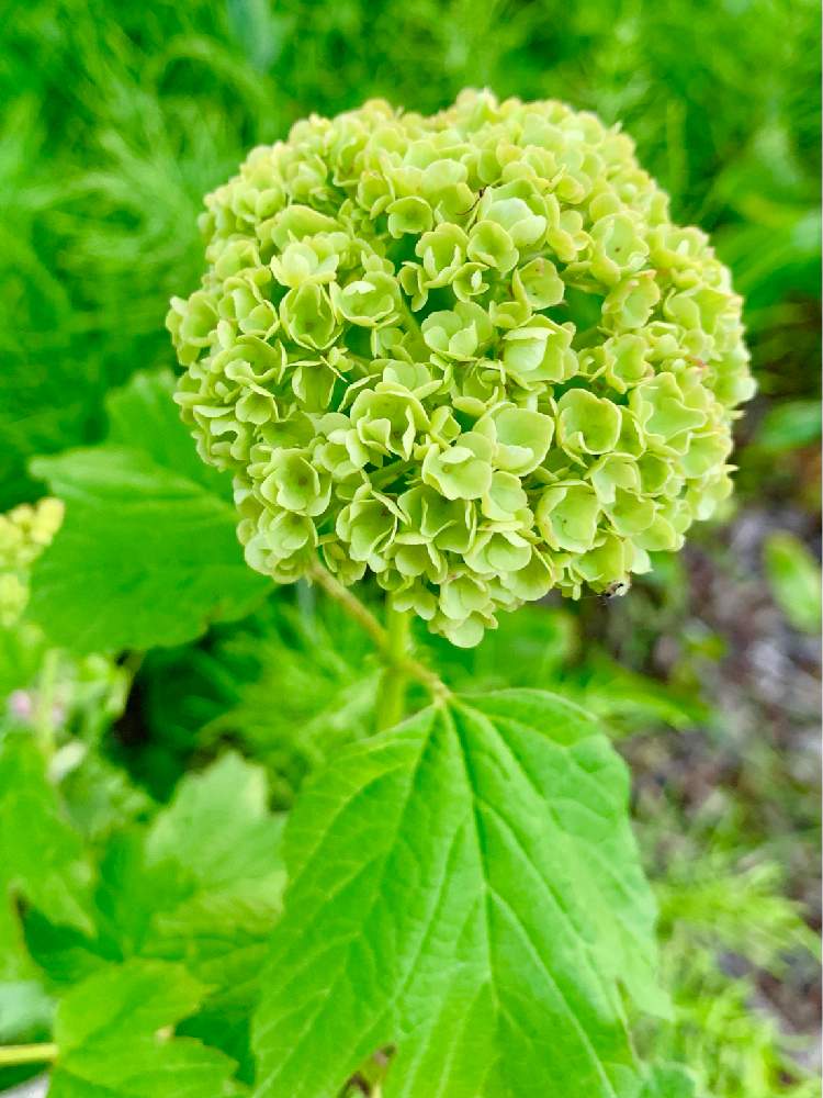 スイカズラ科の投稿画像 By Ejyoさん スイカズラ科ガマズミ属と緑色の花と花のある暮らしとお庭とビバーナムスノーボールとスノーボール とスイカズラ科とスイカズラ科ガマズミ属と緑色の花と花のある暮らしとお庭 21月4月19日 Greensnap グリーンスナップ