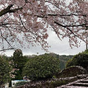 桜の花びらの画像 by 萩ちゃんさん | お出かけ先と桜の花びらとピンクの花