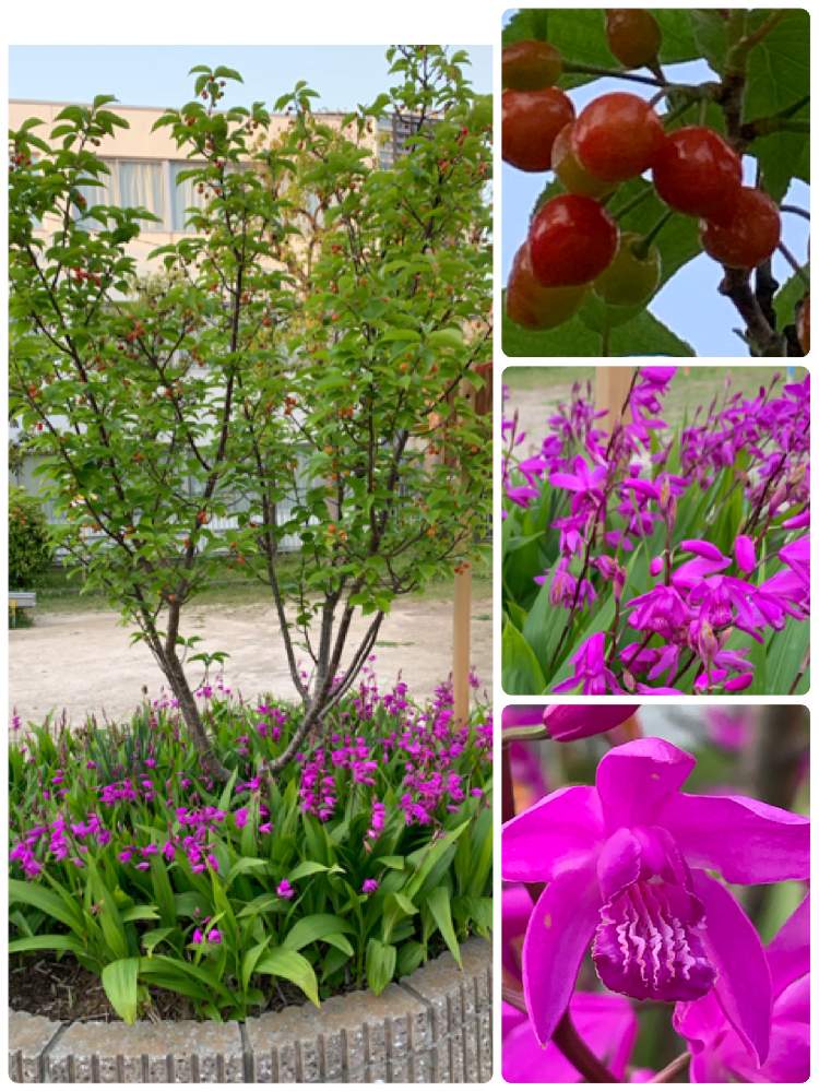 サクラの投稿画像 By にぬさん サクランボと紫蘭と開花中と新緑の季節とピンクの花とサクランボ と紫色の花と花のある暮らし 21月4月19日 Greensnap グリーンスナップ