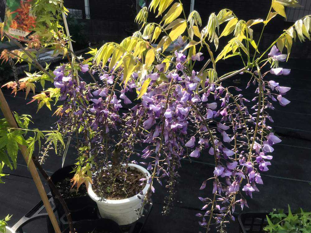 一才藤 樹齢35年