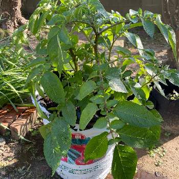 アンデスレッド・ジャガイモの画像 by まるゆゆさん | 小さな庭とアンデスレッド・ジャガイモと鉢植えとガーデニング