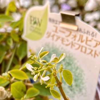 ユーフォルビア ダイアモンドフロストなど Proven Winners Pw ガーデニング 園芸 花苗 低木 多肉植物 花 植物