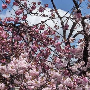 春万歳の画像 by ハッピーさん | お出かけ先と八重桜と春爛漫と春の景色と春万歳と大好き群馬とピンクの日