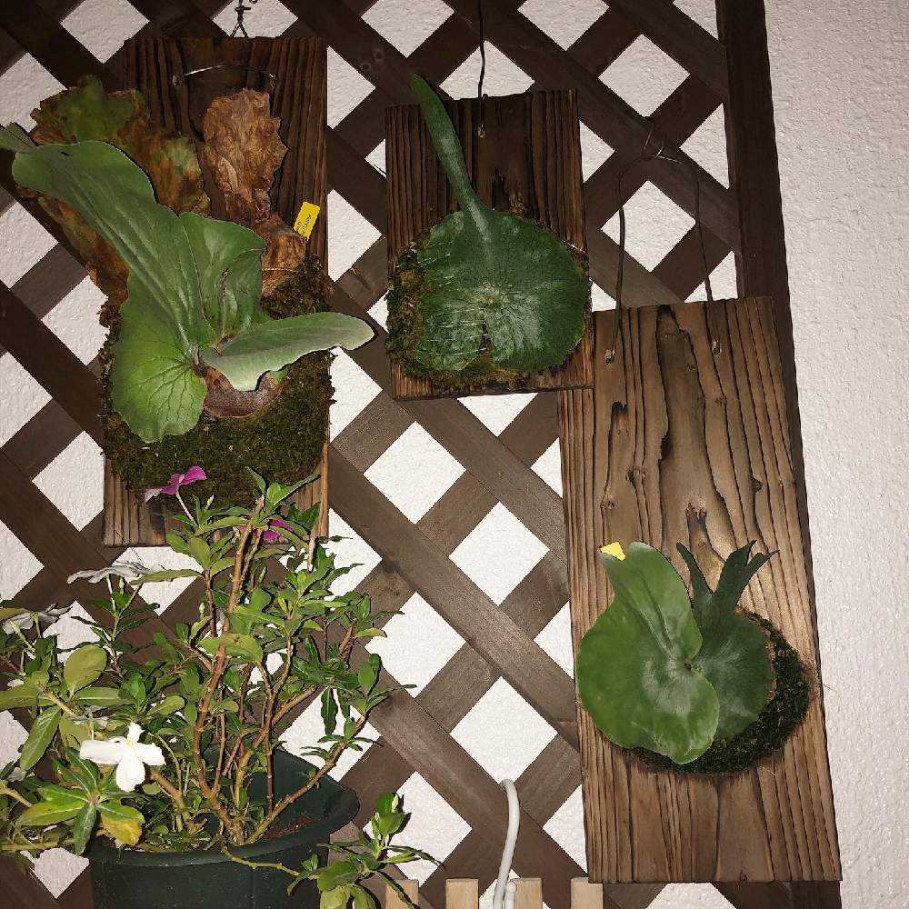 ビカクシダ スパーバムの投稿画像 By オキライムさん ビカクシダ ワンダエとビカクシダ ネプチューンと着生植物と コウモリラン とビカクシダの森と ビカクシダと成長記録とシダ植物とビカクシダ属とplatycerium 21月4月19日 Greensnap グリーンスナップ ビカクシダ スパーバムの投稿画像 By オキライムさん ビカクシダ ワンダエとビカクシダ ネプチューンと着生植物と コウモリラン とビカクシダの森と ビカクシダと成長記録とシダ植物とビカクシダ属とplatycerium 21月4月19日 Greensnap グリーンスナップ