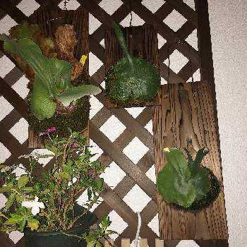 ビカクシダ ワンダエの投稿画像一覧 Greensnap グリーンスナップ