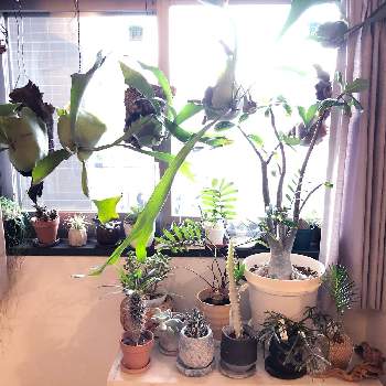 癒しのインテリアの画像 by Yumixpicoさん | 窓辺とソテツとリプサリスとホワイトゴーストとアデニウムとハオルチア 十二の巻とパキポディウム・ラメリーとビカクシダ ビフルカツムとパキフィツム 月美人と流木付けと着生植物と手作り鉢と植欲旺盛とかわいい鉢と植中毒と熱帯植物大好きと植歴4年と塊根植物とシダ植物とユーフォルビアと癒しのインテリア