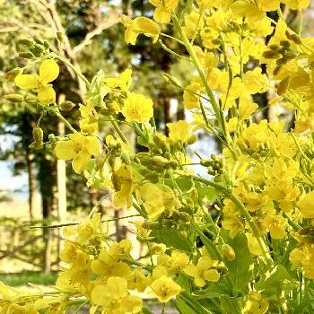 お花の魅力の画像 by はーにゃんさん | バルコニー/ベランダとナバナと香りの花とお花の魅力とお家の植物とワクワク♡と楽しい田舎暮らし