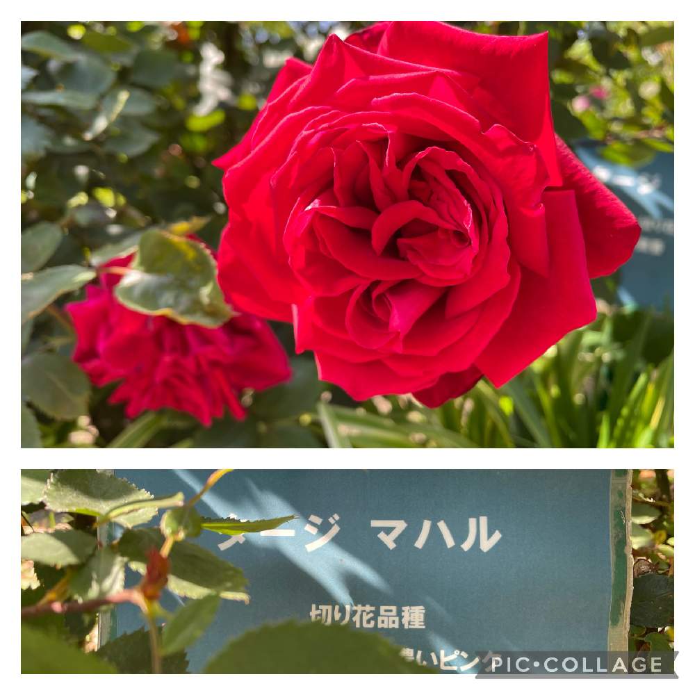 ばら バラ 薔薇の投稿画像 By リボンの騎士さん 公園でと久留米市と真っ赤な火曜日 21月4月日 Greensnap グリーンスナップ