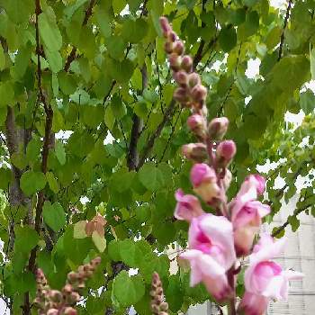 キンギョソウ  ブロンズドラゴンの画像 by 花minamoさん | 広い庭とかつらの木とおうち園芸とキンギョソウ  ブロンズドラゴンと宿根そうとありがとうと小さな幸せ♡と鉢植えとガーデニングとminamoの庭