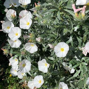 コンボルブルス クネオルム の投稿画像一覧 Greensnap グリーンスナップ