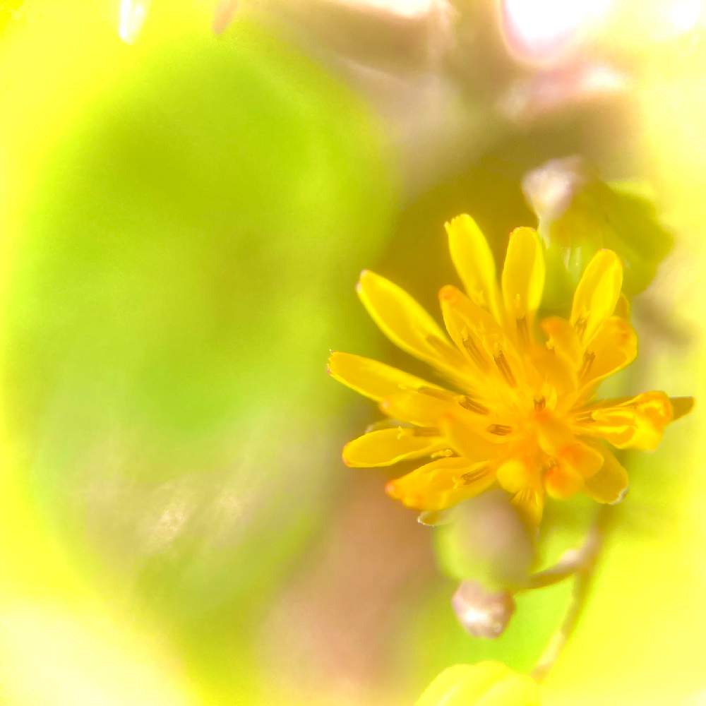 鬼田平子オニタビラコの投稿画像 By ヒーちゃんさん 誕生花と花言葉ときいろいはなと今日はなんの日 21月4月日 Greensnap グリーンスナップ