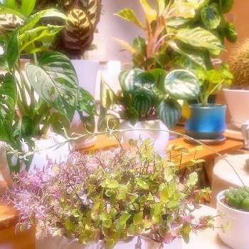 光オブツーサの画像 by TNさん | 部屋と光オブツーサとカリシア ロザートとカリシア レペンスとサボテン 鉢植えとおうち園芸