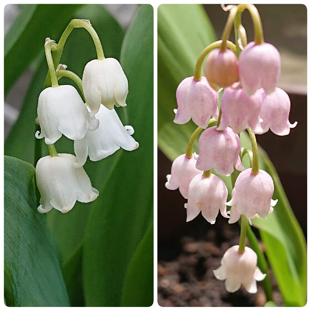 スズランの投稿画像 By 肉球さん ピンクスズランと可憐と清楚とピンクと白色と可愛いとベル型 21月4月日 Greensnap グリーンスナップ