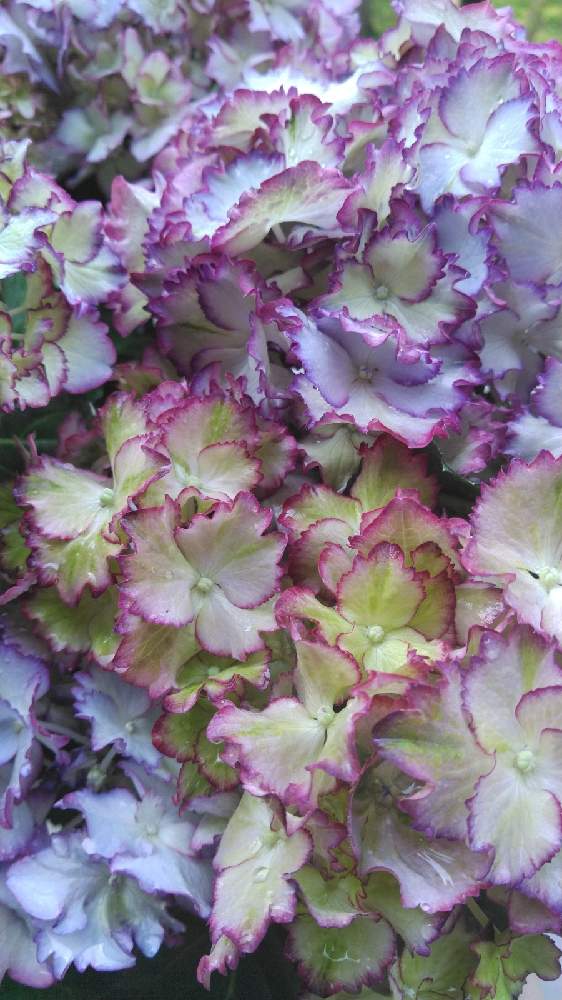 マジカルカラードリームの投稿画像 By 鬼ヤドカリさん 部屋と紫陽花 アジサイ あじさいと雑木林に住んでると紫陽花 アジサイ あじさいと雑木林に住んでる 21月4月日 Greensnap グリーンスナップ Greensnap グリーンスナップ