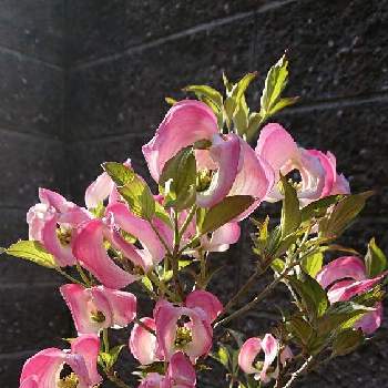 庭の植木の投稿画像一覧 Greensnap グリーンスナップ