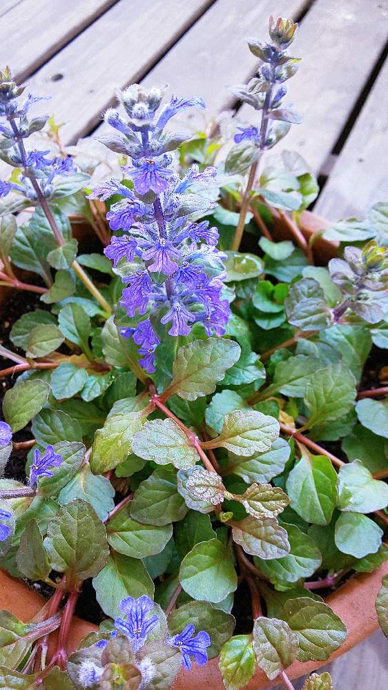 アジュガの投稿画像 By ミキさん チーム ブルーno 018とちいさな幸せ と植物大好きと植物だいすきと今日の一枚と アジュガ としあわせ とチーム ブルーと花は癒やし 21月4月日 Greensnap グリーンスナップ