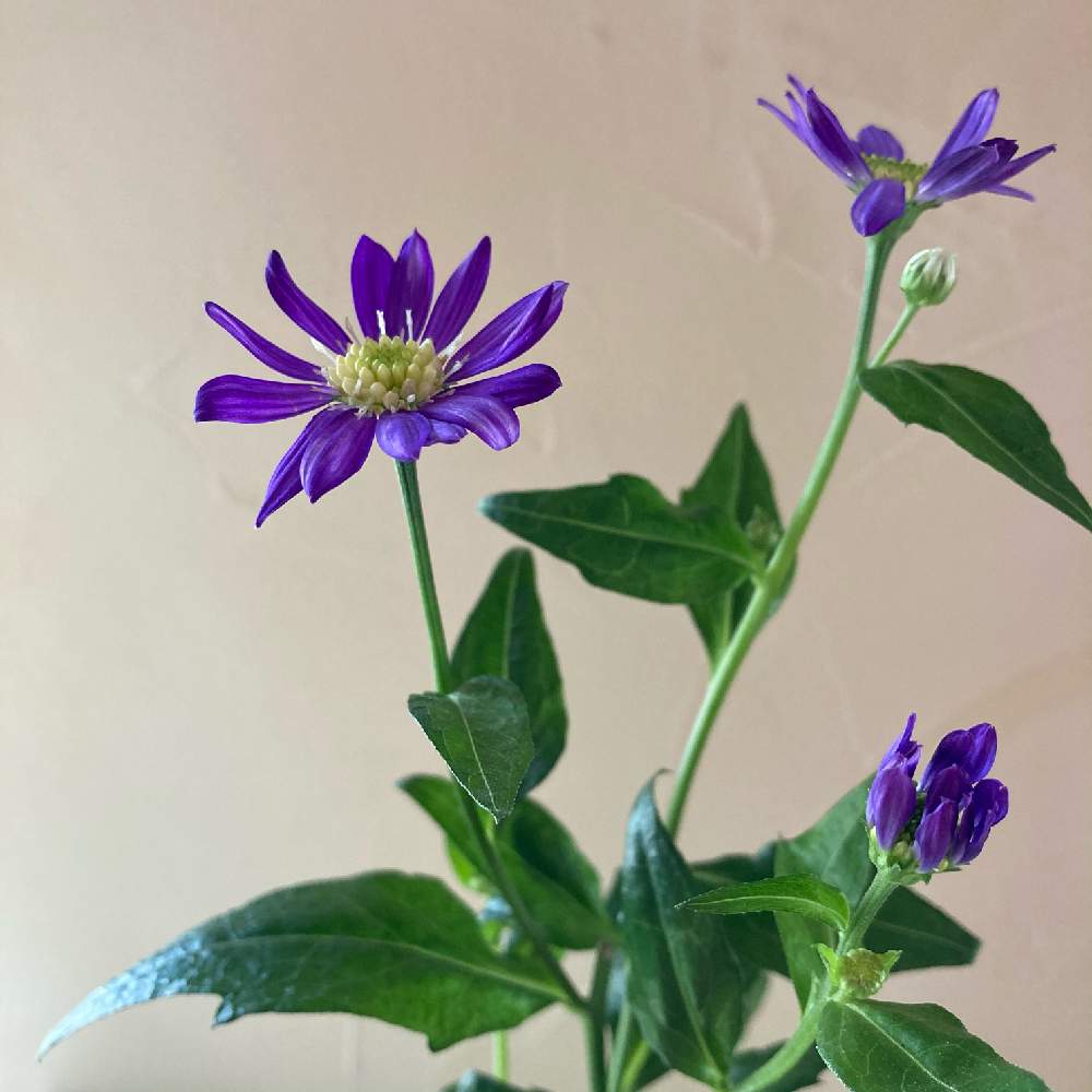 ミヤコワスレの投稿画像 By Lasfloresmariさん ハナノヒと切り花を楽しむと癒しの空間と日比谷花壇 のサブスクと花のある暮らしと幸せな時間と窓辺とハナノヒと切り花を楽しむと癒しの空間と日比谷花壇のサブスクと花のある暮らしと幸せな時間 21月4月日