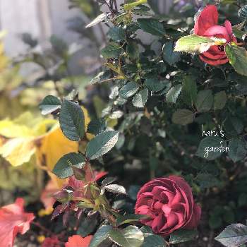コーヒーオベーション バラの画像 by はる♪さん | ばら バラ 薔薇とはる♪花壇とコーヒーオベーション バラとおうち園芸とガーデニングとリーフ好きﻌﻌ♥と花のある暮らしと渋かわいい