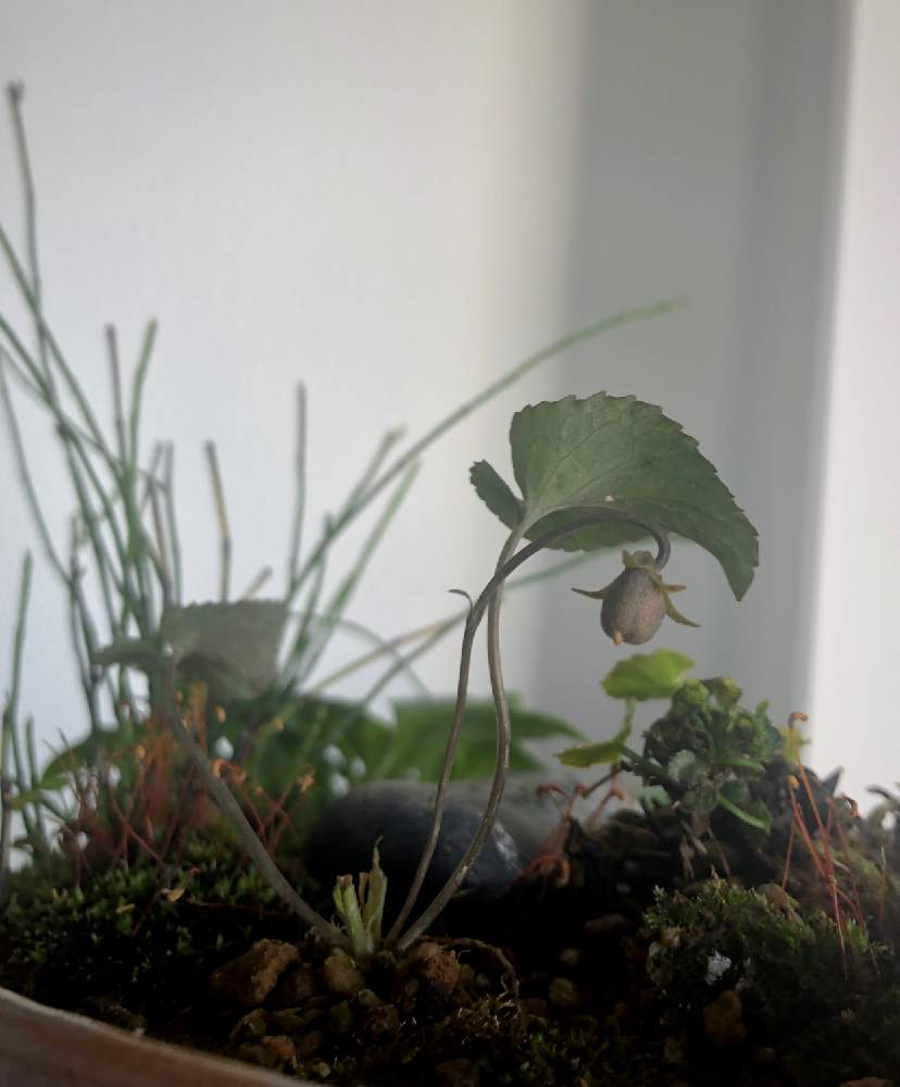 伊予スミレの投稿画像 By ナルヲさん 寄せ植えと山野草とスミレ閉鎖花 21月4月日 Greensnap グリーンスナップ