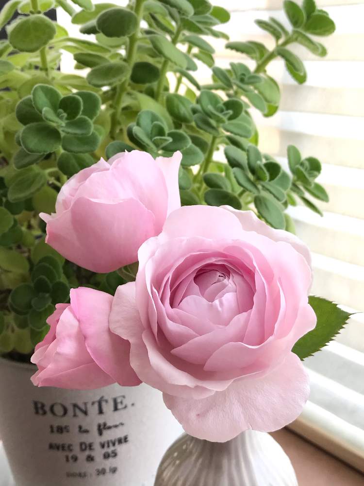 アロマティカスの投稿画像 By Kinako Bearさん オリビアローズ オースチンとバラ初心者と春のリビングフラワーフォトコンと好きな色と次々開花 とピンク ピンクとおうち園芸と花のある暮らしと待ってたよと癒しのひと時とワクワク とイングリッシュ ローズとバラ