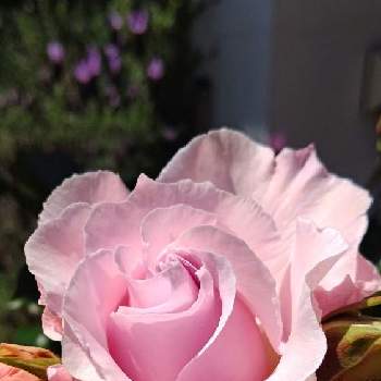 バラ　オーブの画像 by さくらさん | 小さな庭とお花を楽しむとばら バラ 薔薇と癒しとピンク❤︎ピンクとおうち園芸とバラ　オーブといい香りと可愛いと花のある暮らしとロザリアンとバラを楽しむとラマリエ