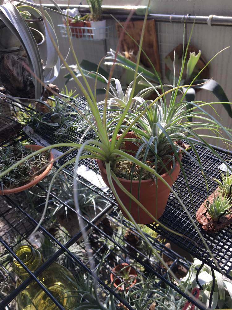 チランジアの投稿画像 By まりおさん ティランジアとエアプランツ とエアプランツ チランジアと100均とダイソーとエアプランツ ティランジアとdaisoと100均チランジとエアプランツとエアープランツ チランジア 21月4月日 Greensnap グリーンスナップ