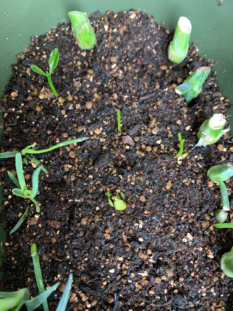 カーネーションの投稿画像 By みーこさん デコポンと発芽と挿し芽と元気に育て と食べ終わった後の種 21月4月日 Greensnap グリーンスナップ