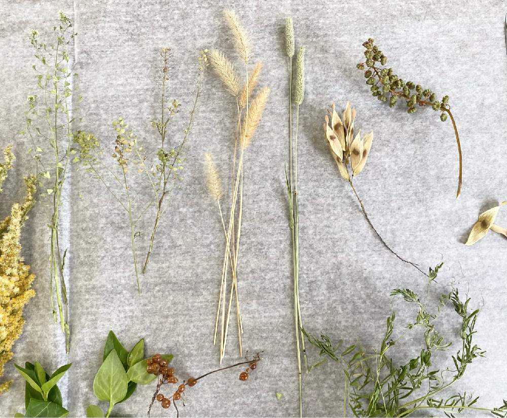 野の花スワッグ🌿｜🍀GreenSnap（グリーンスナップ）