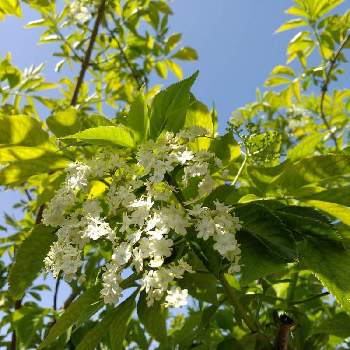 エルダーフラワー 西洋ニワトコ の育て方 挿し木の方法は 鉢植えでもok Greensnap グリーンスナップ