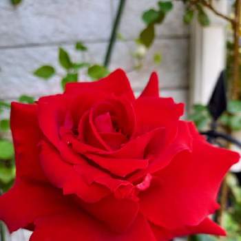 薔薇が大好きの画像 by フランさん | アプローチとローズオオサカとあっ火曜日と薔薇が大好きとおうち園芸と真っ赤なお花と可愛い薔薇とガーデニングと真っ赤な火曜日