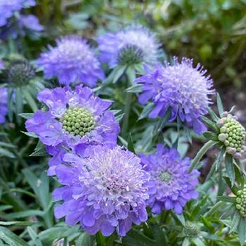 地植え花壇の投稿画像一覧 Greensnap グリーンスナップ