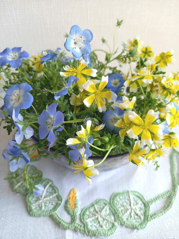 ネモフィラの投稿画像 By ななみんさん リムナンテスと春に咲く花と可愛いお花とおうち園芸とお花のある暮らしときいろの花とハンドメイドとブルー系のお花と部屋とカットワーク刺繍と春に咲く花と可愛いお花とおうち園芸とお花のある暮らしときいろの花とハンドメイドと