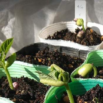 いんげんの投稿画像一覧 Greensnap グリーンスナップ