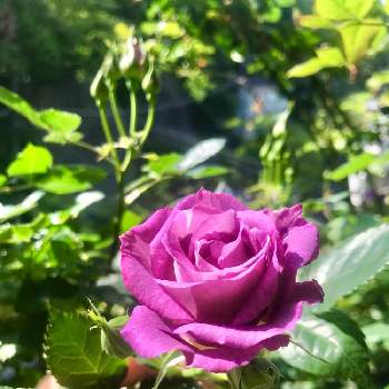 バラ ブルーフォーユーの投稿画像一覧 Greensnap グリーンスナップ