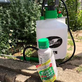 バラの消毒 の投稿画像一覧 Greensnap グリーンスナップ