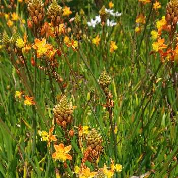 花アロエの投稿画像一覧 Greensnap グリーンスナップ