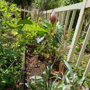 フェバリウム キリンの木の画像 by Popiさん | 小さな庭とリューカデンドロン シルバーアフリカーナとフェバリウム キリンの木とプロテア リトルプリンスとネイティブプランツ大好きとナチュラルな庭づくりとオージープランツ初心者と花のある暮らしとマイ♡ガーデン