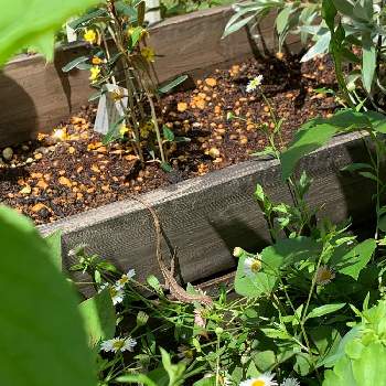 フェバリウム キリンの木の画像 by Popiさん | 小さな庭とエリゲロンとフェバリウム キリンの木と花のある暮らしとトカゲちゃんとナチュラルな庭づくりとマイ♡ガーデン